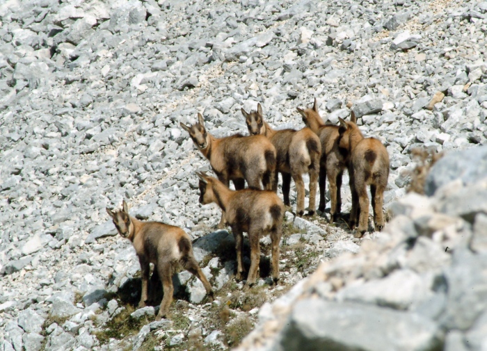 Camoscio d''Abruzzo Rupicapra pyrenaica ornata